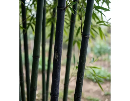 Bambu