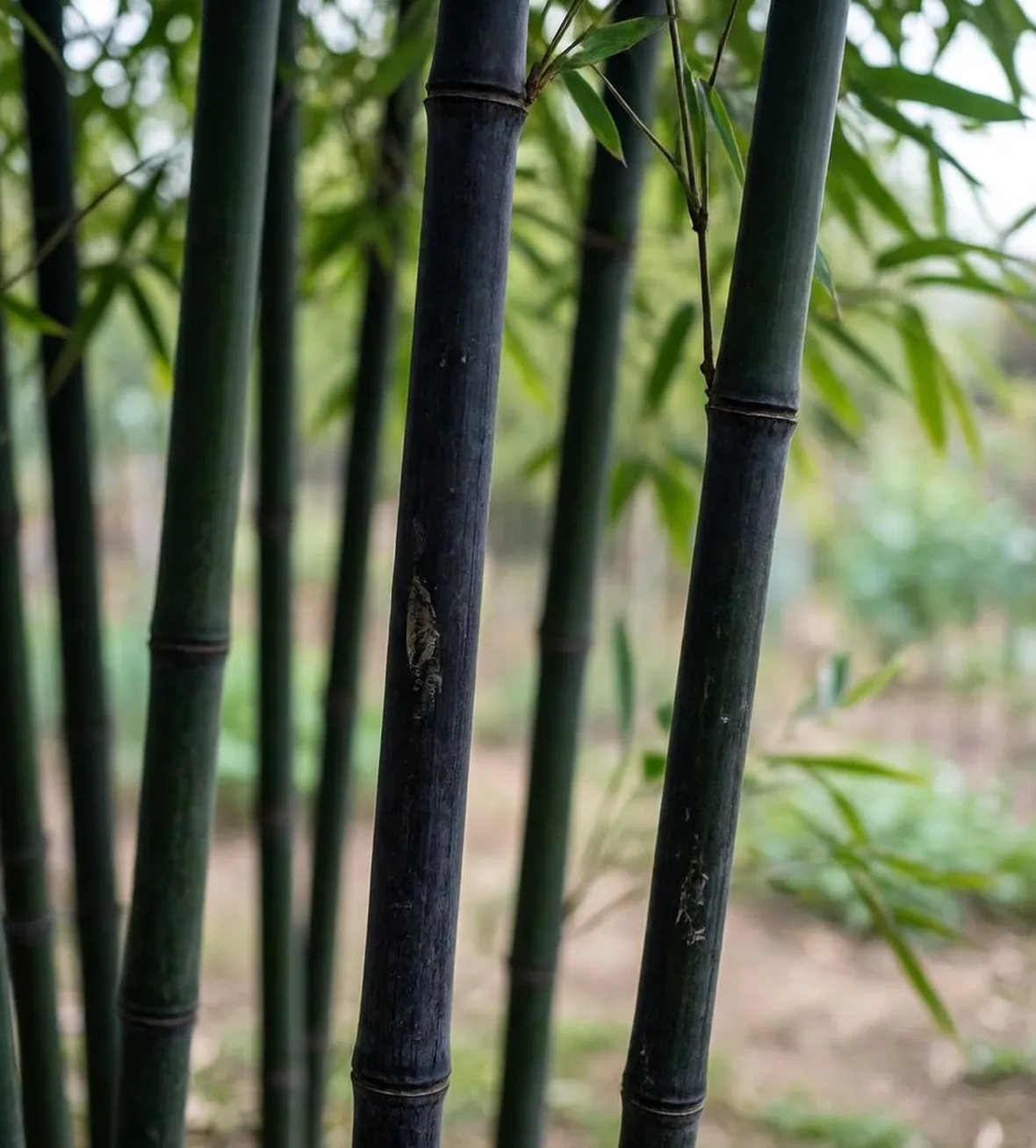 Bambu