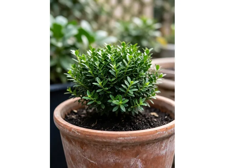 Bosso