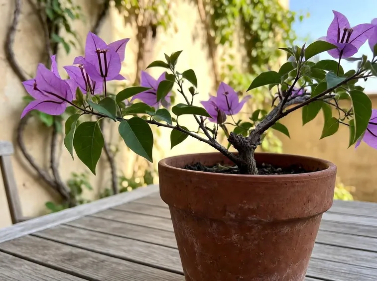 bouganvillea 
