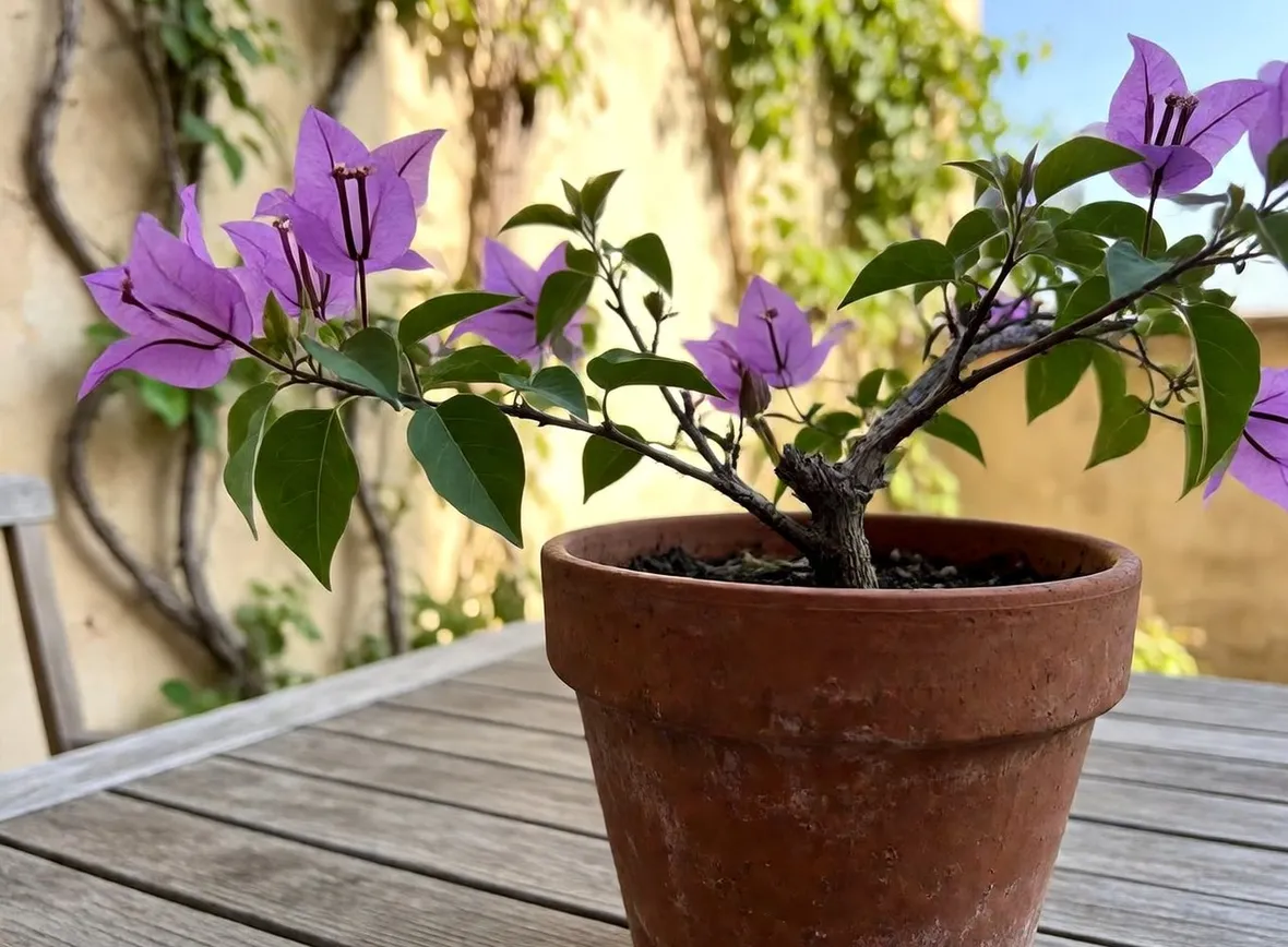bouganvillea 