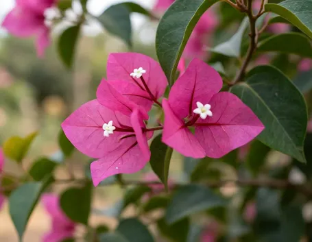 bougainvillea