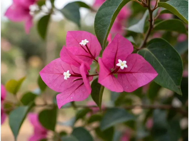 bougainvillea