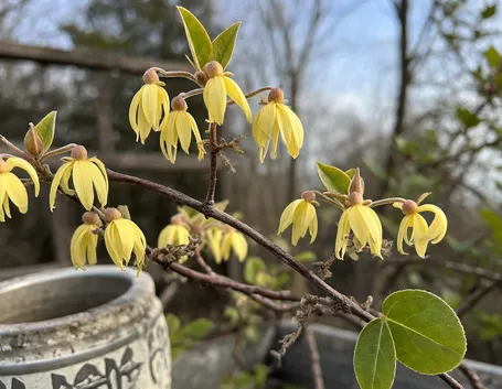 Calicanto, fiori