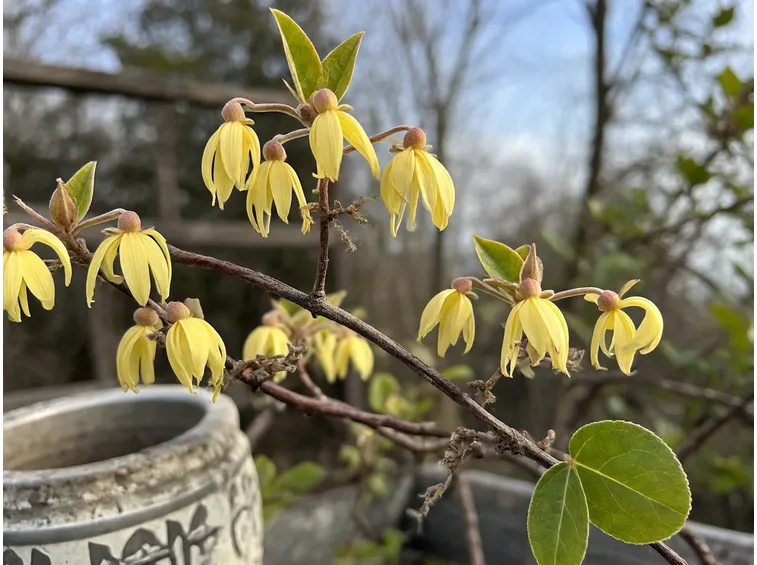 Calicanto, fiori
