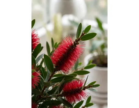 callistemon