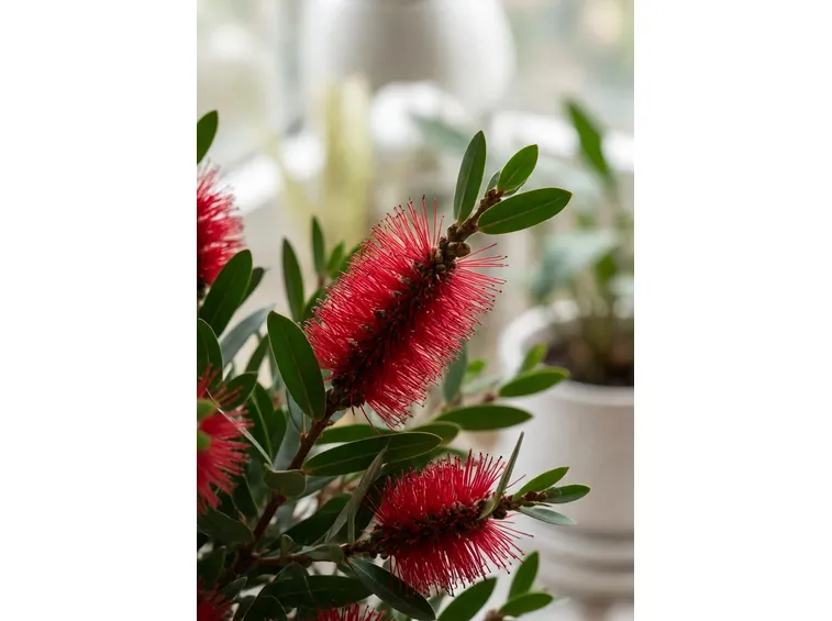 callistemon