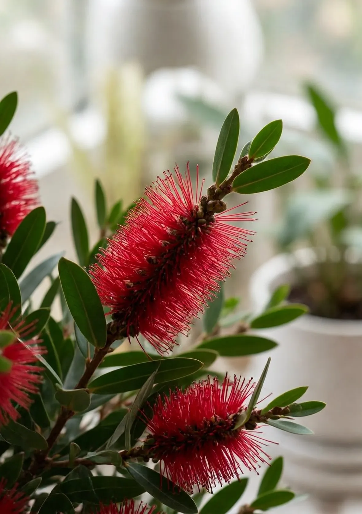 callistemon