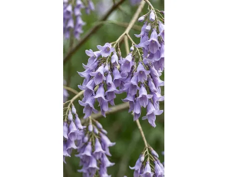 Fiori di jacaranda