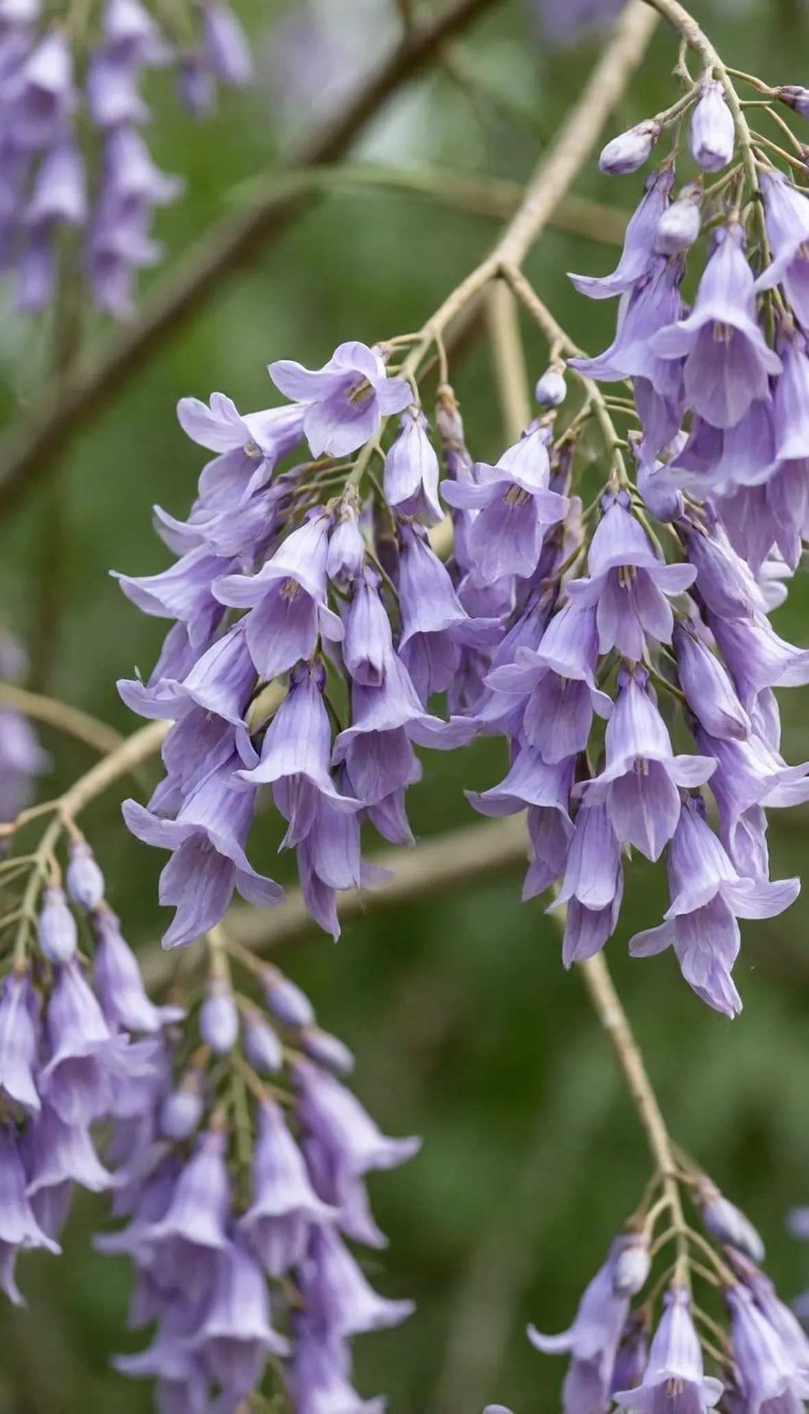 Fiori di jacaranda
