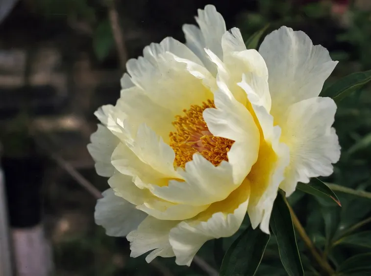 Peonia gialla