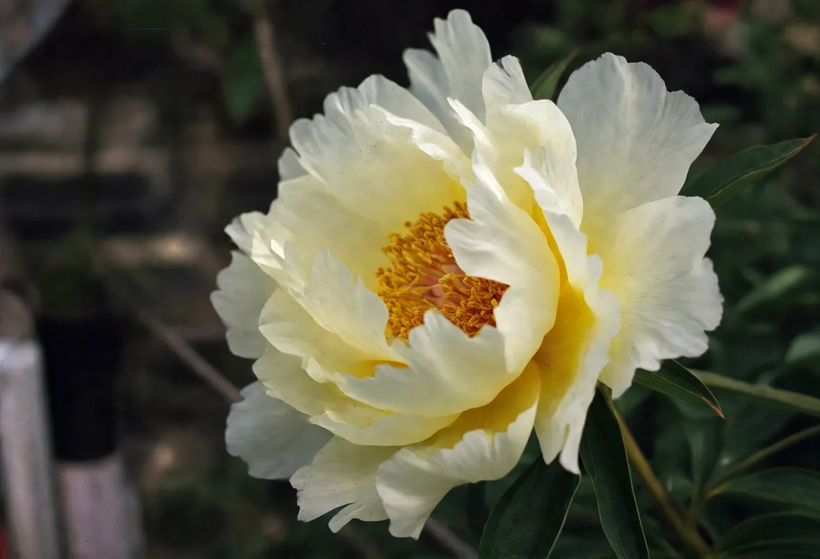 Peonia gialla