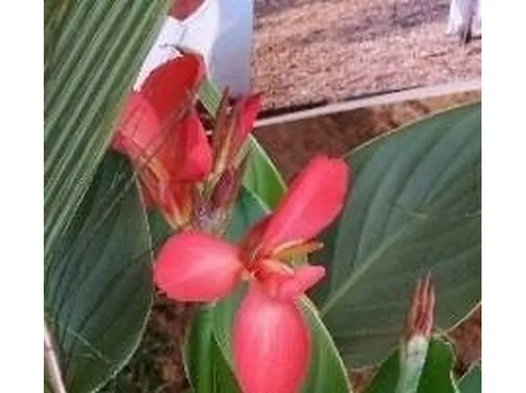 Canna indica