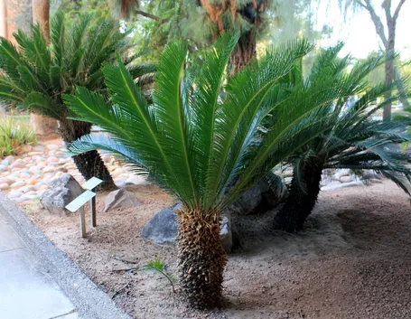 cycas