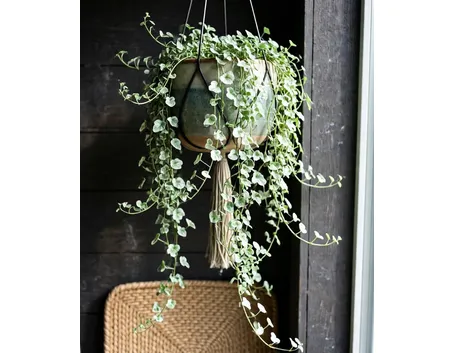 dichondra argentea