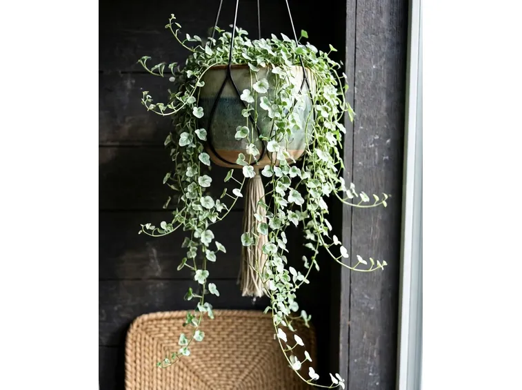 dichondra argentea