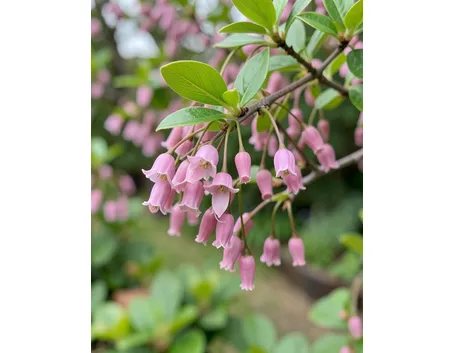 Enkianthus