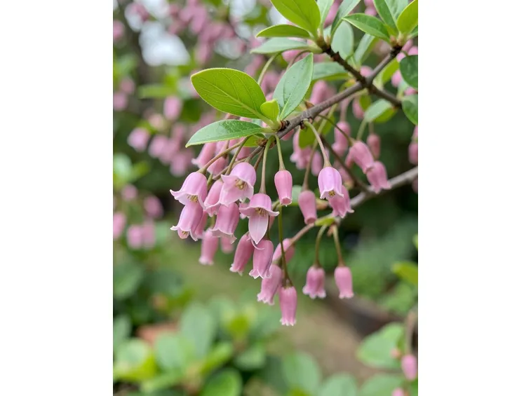 Enkianthus