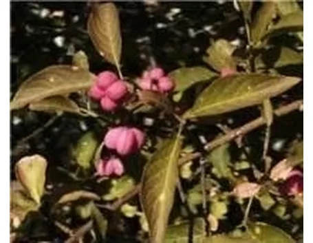 Euonymus alatus