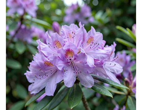 Fiori di rododendro