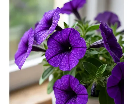 PEtunie fiorite