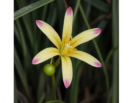 zephiranthes