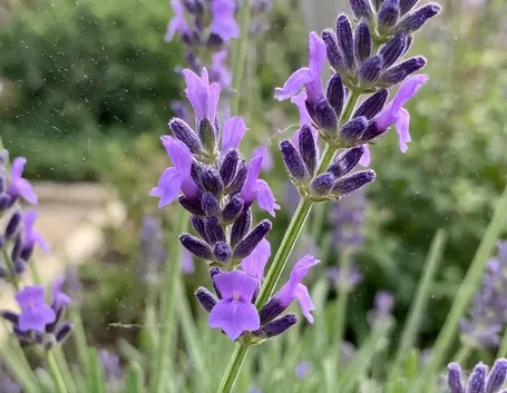 LAvanda