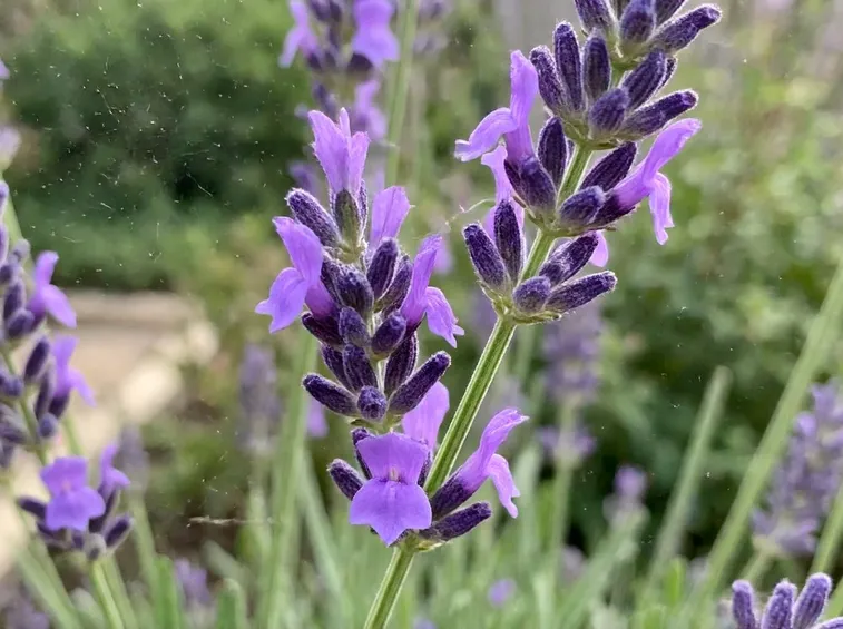 LAvanda