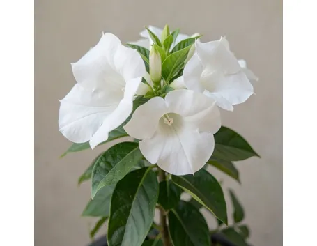 Mandevilla bianca