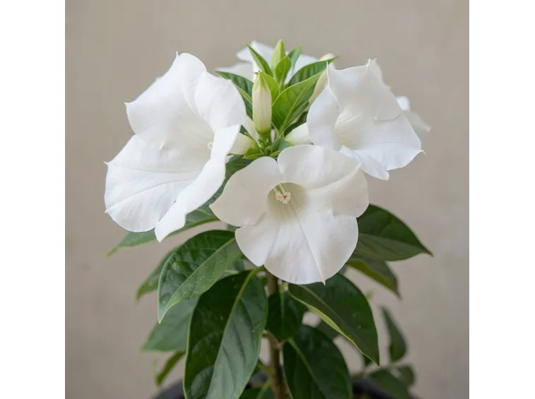 Mandevilla bianca