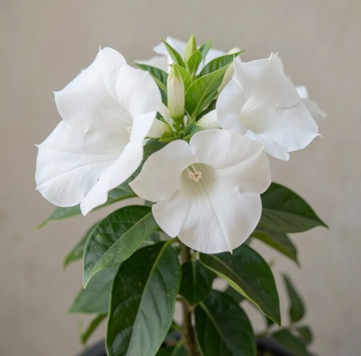 Mandevilla bianca