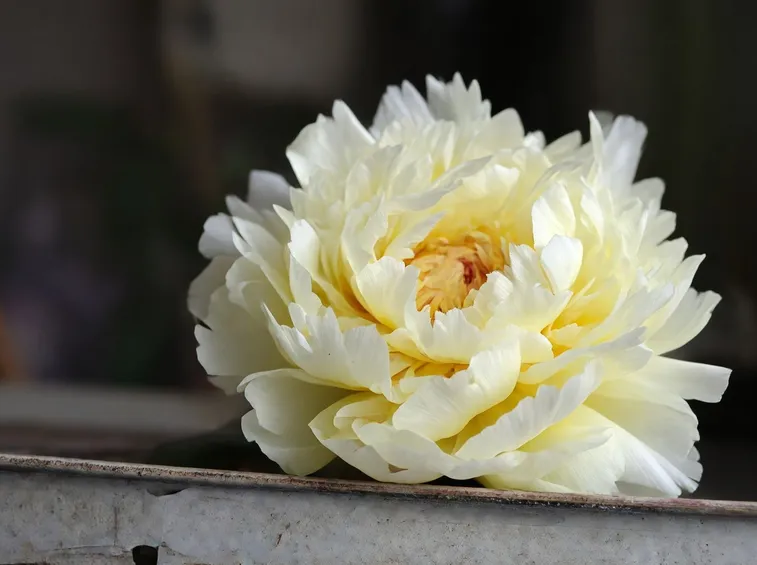 Peonia
