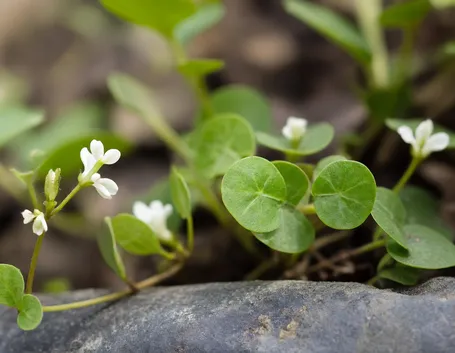 dichondra