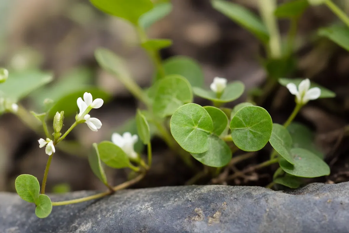 dichondra