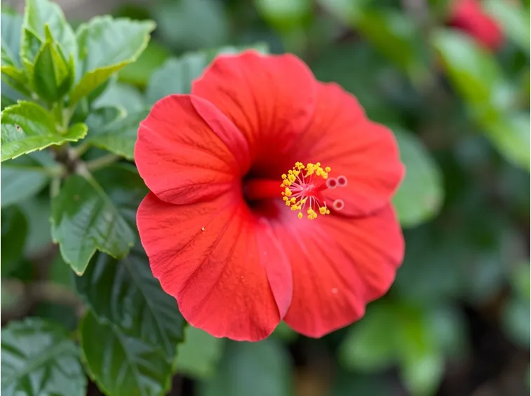 Hibiscus