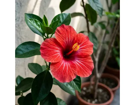 Hibiscus