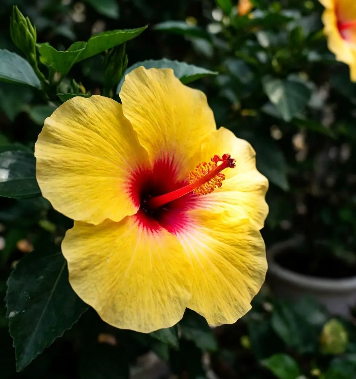ibisco rosso