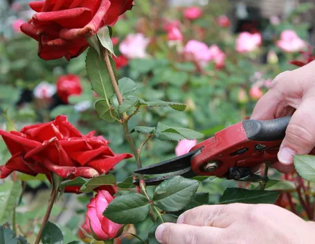 taglio rose