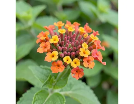 Lantana