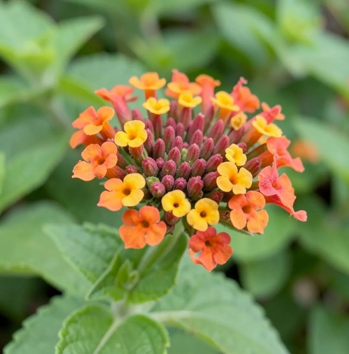 Lantana
