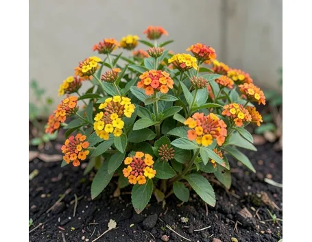 Lantana