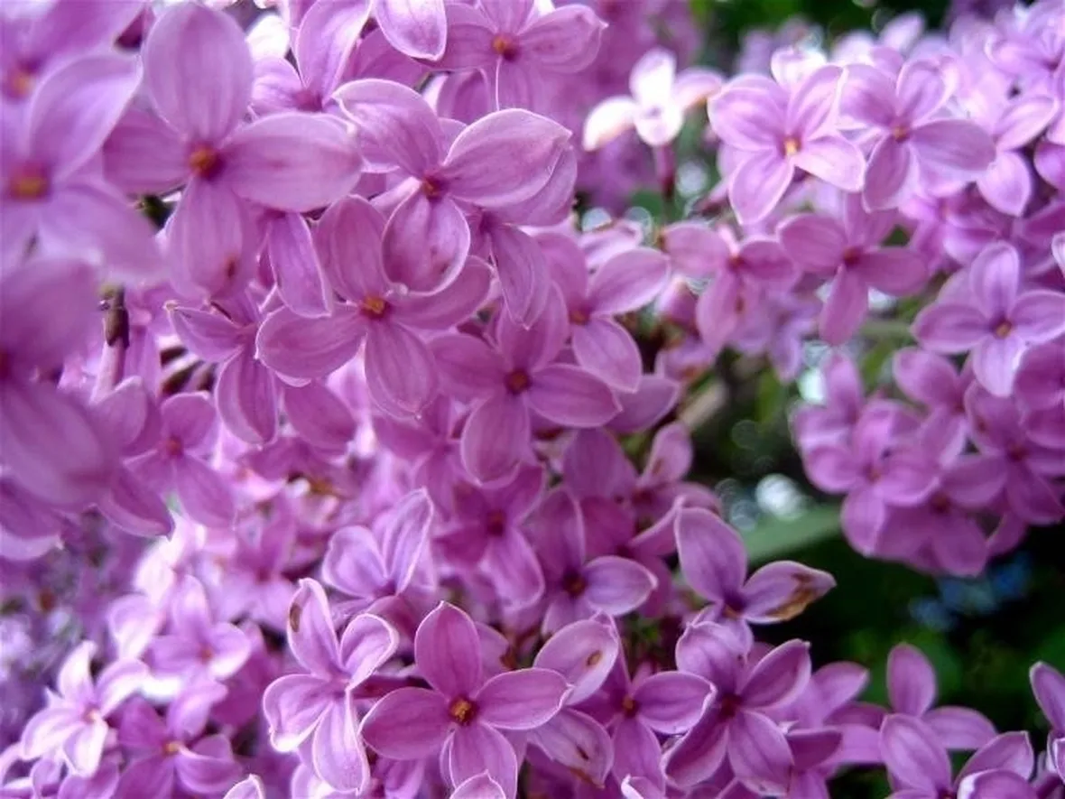 Lillà in fiore