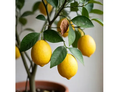 limone