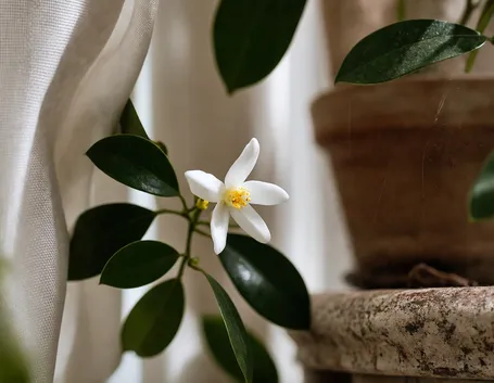 fiore di limone