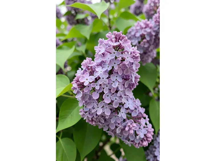 Fiori siringa