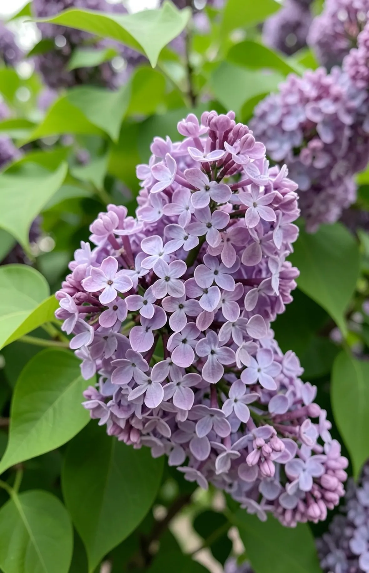 Fiori siringa