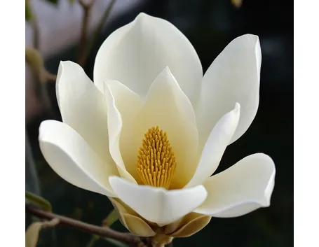 magnolia