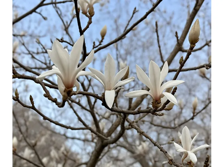 Magnolia