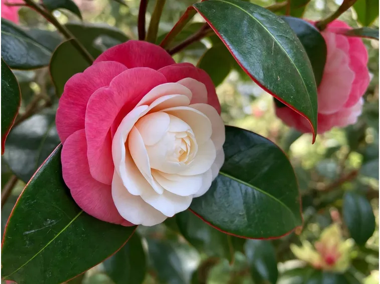 camelia