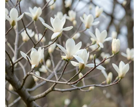 Magnolia stellata